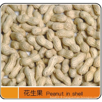 Exporter d&#39;excellente cacahuète à Shell